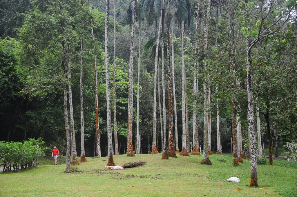 9. Kehijauan di dalam kawasan bandar. Lokasi di Taman Rekreasi Bukit Kiara, Kuala Lumpur.